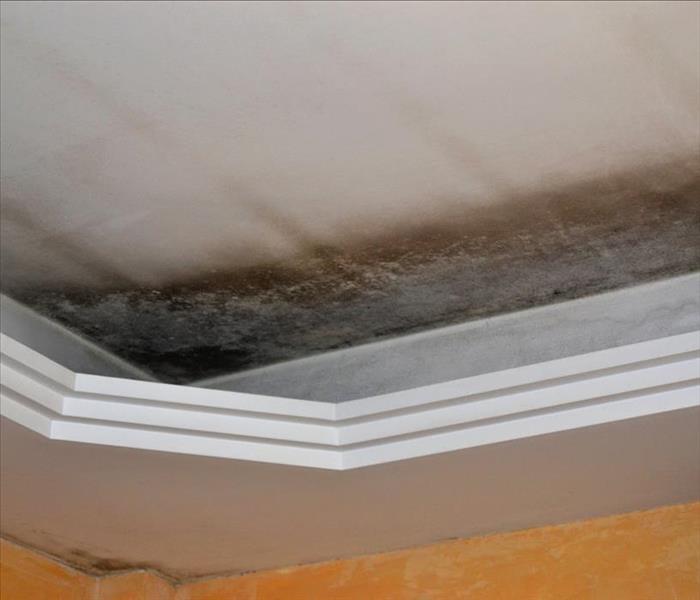 Mold growth on a hidden place of a home. 